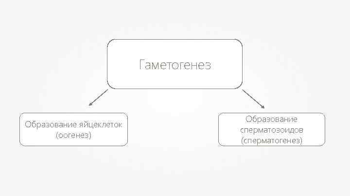 Гаметогенез Образование яйцеклеток (оогенез) Образование сперматозоидов (сперматогенез) 