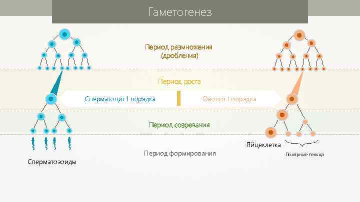 Период размножения. Гаметогенез и его периоды. Периодизация гаметогенеза. Гаметогенез Полярные тельца. Гаметогенез Вебиум.