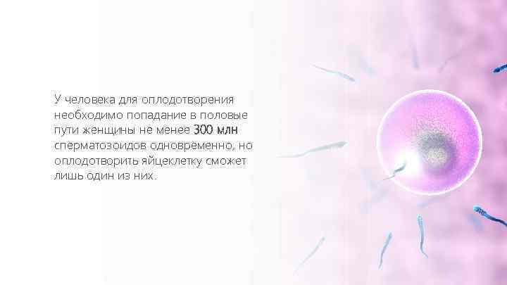 У человека для оплодотворения необходимо попадание в половые пути женщины не менее 300 млн