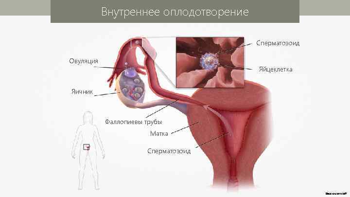 Внутреннее оплодотворение Сперматозоид Овуляция Яйцеклетка Яичник Фаллопиевы трубы Матка Сперматозоид Blausen. com staff 