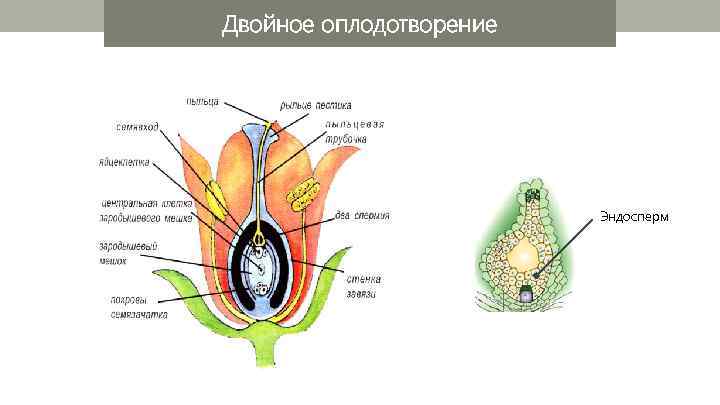 Двойное оплодотворение Эндосперм 