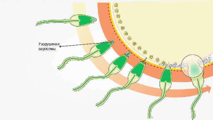 Разрушение акросомы 