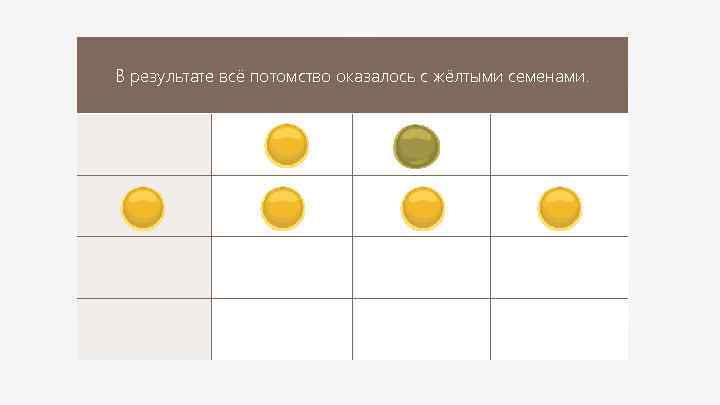 В результате всё потомство оказалось с жёлтыми семенами. 