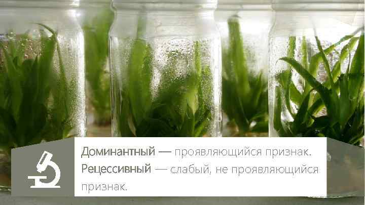 Доминантный — проявляющийся признак. Рецессивный — слабый, не проявляющийся признак. 