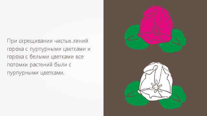 При скрещивании чистых линий гороха с пурпурными цветками и гороха с белыми цветками все