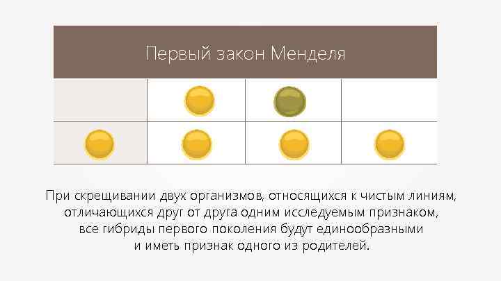 Первый закон Менделя При скрещивании двух организмов, относящихся к чистым линиям, отличающихся друг от