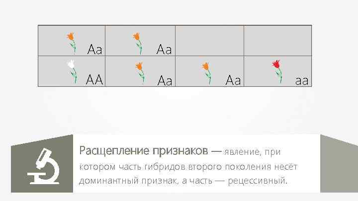 Aa Aa AA Aa Aa aa Расщепление признаков — явление, при котором часть гибридов