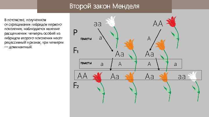 Второй закон Менделя В потомстве, полученном от скрещивания гибридов первого поколения, наблюдается явление расщепления: