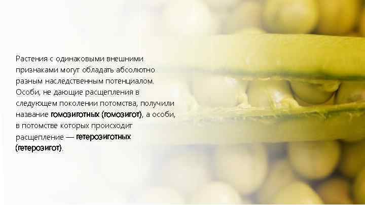 Растения с одинаковыми внешними признаками могут обладать абсолютно разным наследственным потенциалом. Особи, не дающие