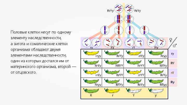 Половые клетки несут по одному элементу наследственности, а зигота и соматические клетки организма обладают
