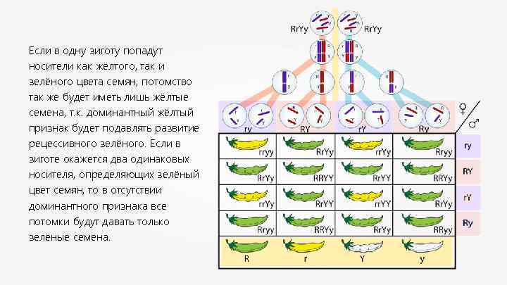 Если в одну зиготу попадут носители как жёлтого, так и зелёного цвета семян, потомство