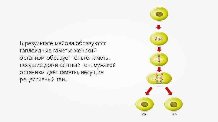 В результате мейоза образуются гаплоидные гаметы: женский организм образует только гаметы, несущие доминантный ген,