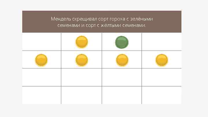 Мендель скрещивал сорт гороха с зелёными семенами и сорт с жёлтыми семенами. 