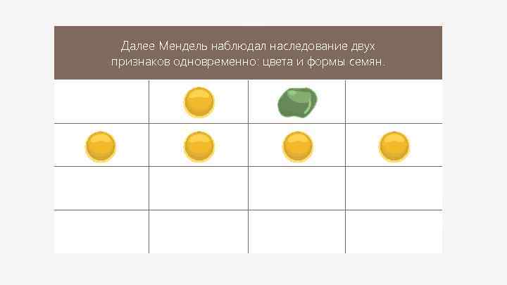 Далее Мендель наблюдал наследование двух признаков одновременно: цвета и формы семян. 