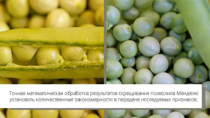 Точная математическая обработка результатов скрещивания позволила Менделю установить количественные закономерности в передаче исследуемых признаков.