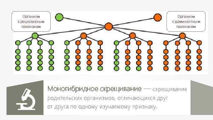 Организм с рецессивным признаком Организм с доминантным признаком Моногибридное скрещивание — скрещивание родительских организмов,