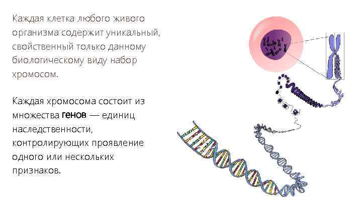 Каждая клетка любого живого организма содержит уникальный, свойственный только данному биологическому виду набор хромосом.