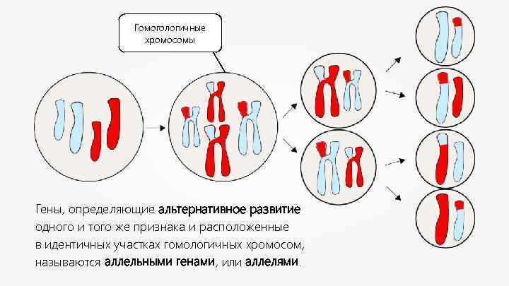 Гомогологичные хромосомы Гены, определяющие альтернативное развитие одного и того же признака и расположенные в