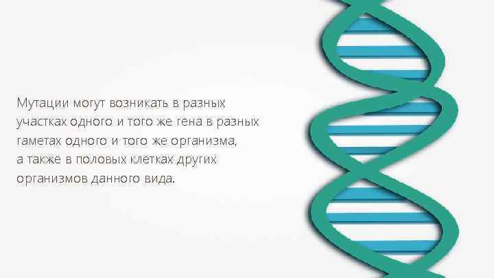 Мутации могут возникать в разных участках одного и того же гена в разных гаметах