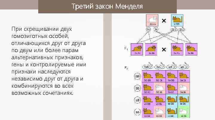 Третий закон Менделя При скрещивании двух гомозиготных особей, отличающихся друг от друга по двум