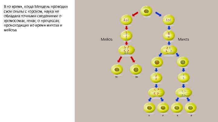 В то время, когда Мендель проводил свои опыты с горохом, наука не обладала точными