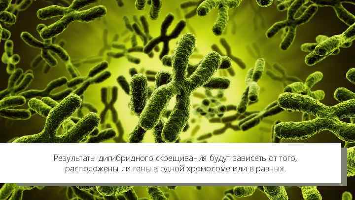 Результаты дигибридного скрещивания будут зависеть от того, расположены ли гены в одной хромосоме или