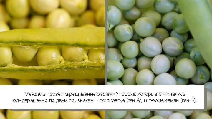 Мендель провёл скрещивание растений гороха, которые отличались одновременно по двум признакам – по окраске