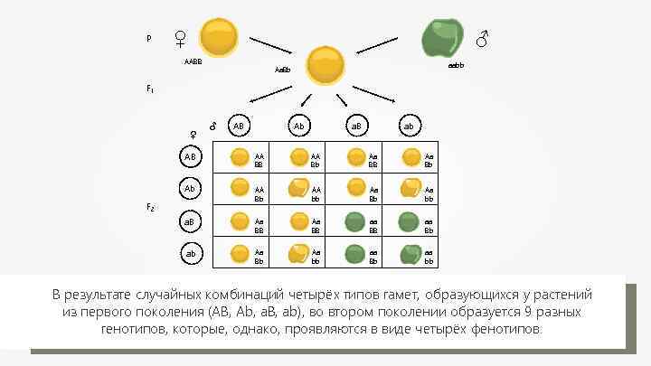P ♀ ♂ AABB aabb Aa. Bb F 1 ♀ ♂ AB Ab a.