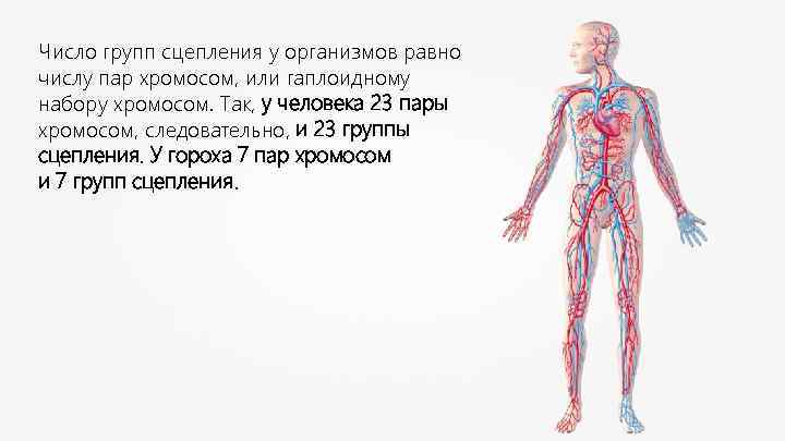 Число групп сцепления у организмов равно числу пар хромосом, или гаплоидному набору хромосом. Так,