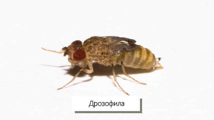 Дрозофила 