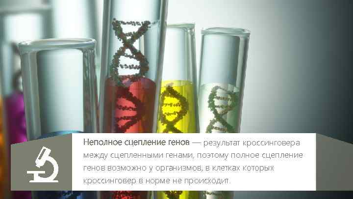 Неполное сцепление генов — результат кроссинговера между сцепленными генами, поэтому полное сцепление генов возможно