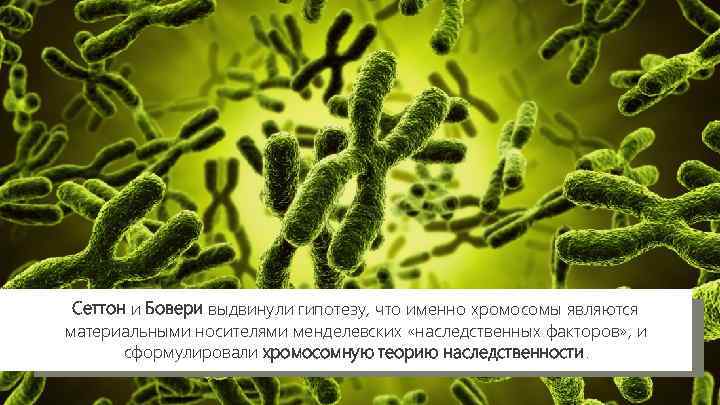 Сеттон и Бовери выдвинули гипотезу, что именно хромосомы являются материальными носителями менделевских «наследственных факторов»