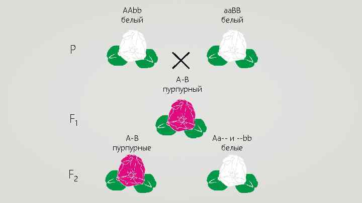 AAbb белый aa. BB белый P A-B пурпурный F 1 A-B пурпурные F 2