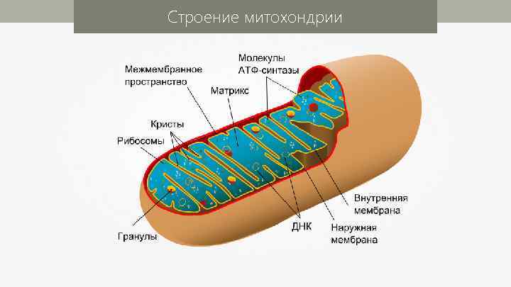 Строение митохондрии 