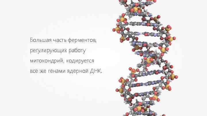 Большая часть ферментов, регулирующих работу митохондрий, кодируется всё же генами ядерной ДНК. 