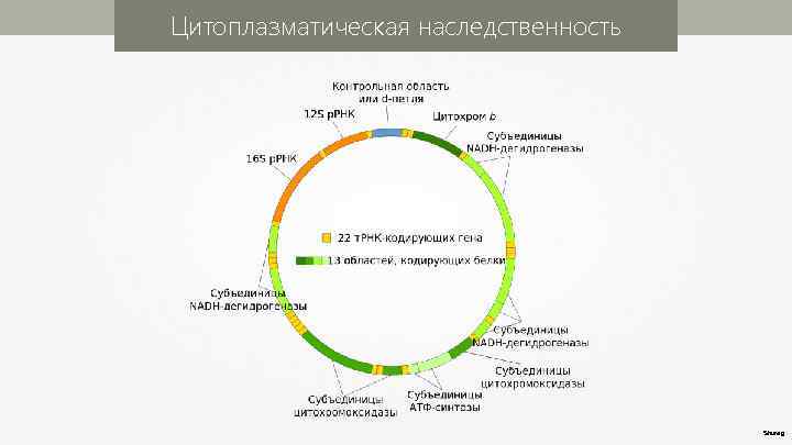 Цитоплазматическая наследственность Shureg 