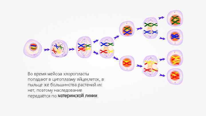 Во время мейоза хлоропласты попадают в цитоплазму яйцеклеток, в пыльце же большинства растений их