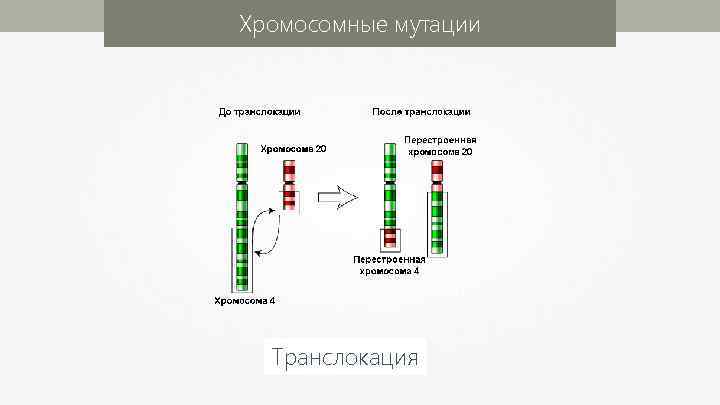 Хромосомные мутации Транслокация 