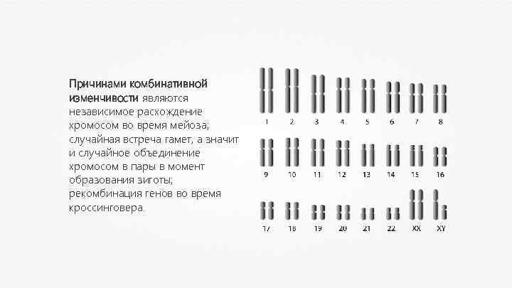 Причинами комбинативной изменчивости являются независимое расхождение хромосом во время мейоза; случайная встреча гамет, а