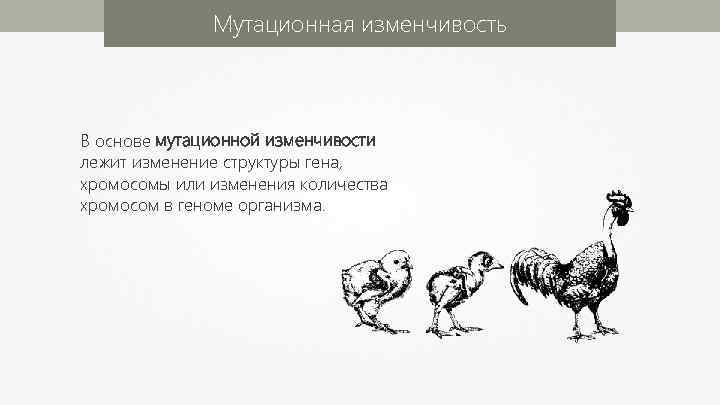 Мутационная изменчивость В основе мутационной изменчивости лежит изменение структуры гена, хромосомы или изменения количества