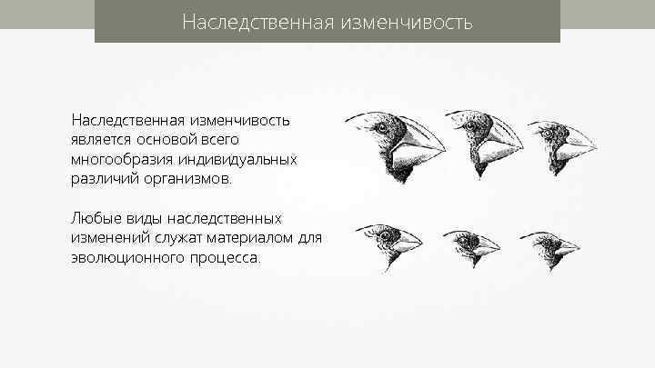 Наследственная изменчивость является основой всего многообразия индивидуальных различий организмов. Любые виды наследственных изменений служат