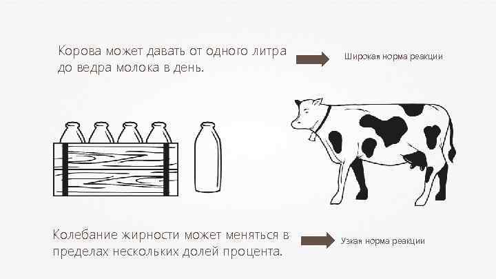 Узкие и широкие реакции примеры. Сколько корова дает молока. Схема производства молока от коровы. Норма реакции. Путь молока от коровы до потребителя для детей.