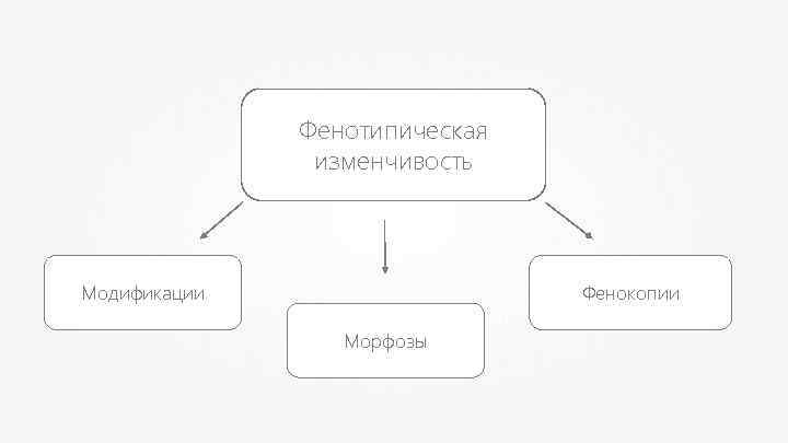 Фенотипическая изменчивость Фенокопии Модификации Морфозы 