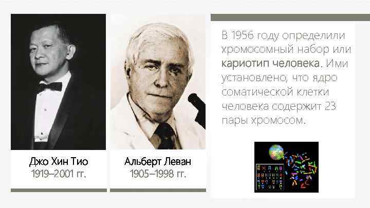В 1956 году определили хромосомный набор или кариотип человека. Ими установлено, что ядро соматической