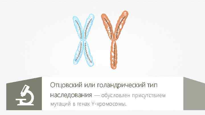 Отцовский или голандрический тип наследования — обусловлен присутствием мутаций в генах Y-хромосомы. 