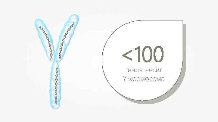 <100 генов несёт Y-хромосома 