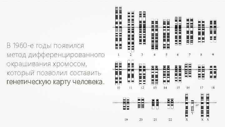 В 1960 -е годы появился метод дифференцированного окрашивания хромосом, который позволил составить генетическую карту