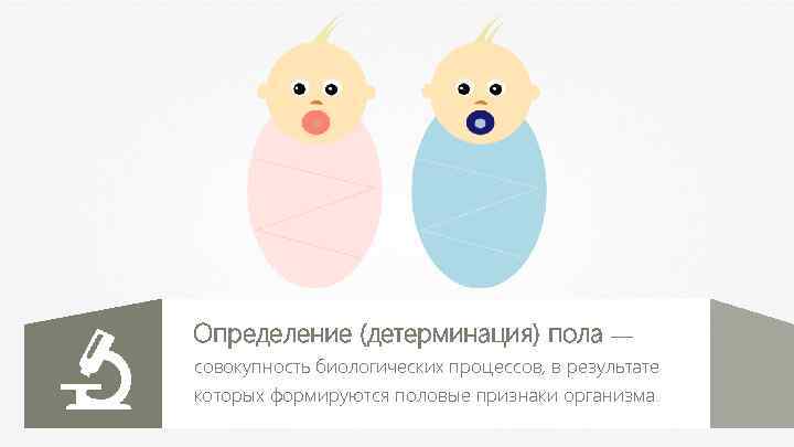 Определение (детерминация) пола — совокупность биологических процессов, в результате которых формируются половые признаки организма.