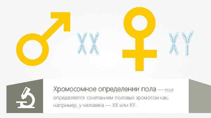 Хромосомное определении пола — пол определяется сочетанием половых хромосом как, например, у человека —