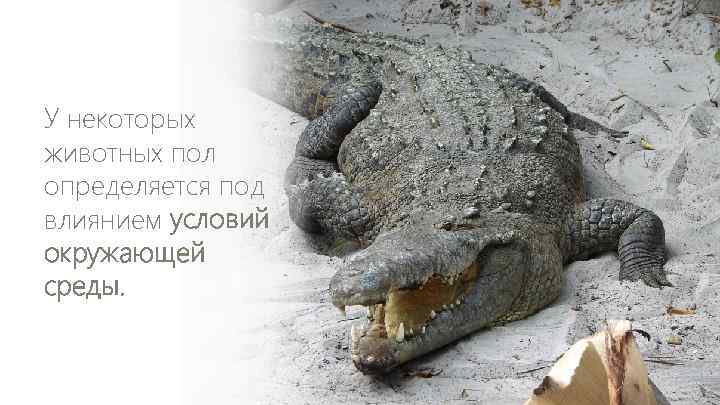 У некоторых животных пол определяется под влиянием условий окружающей среды. 